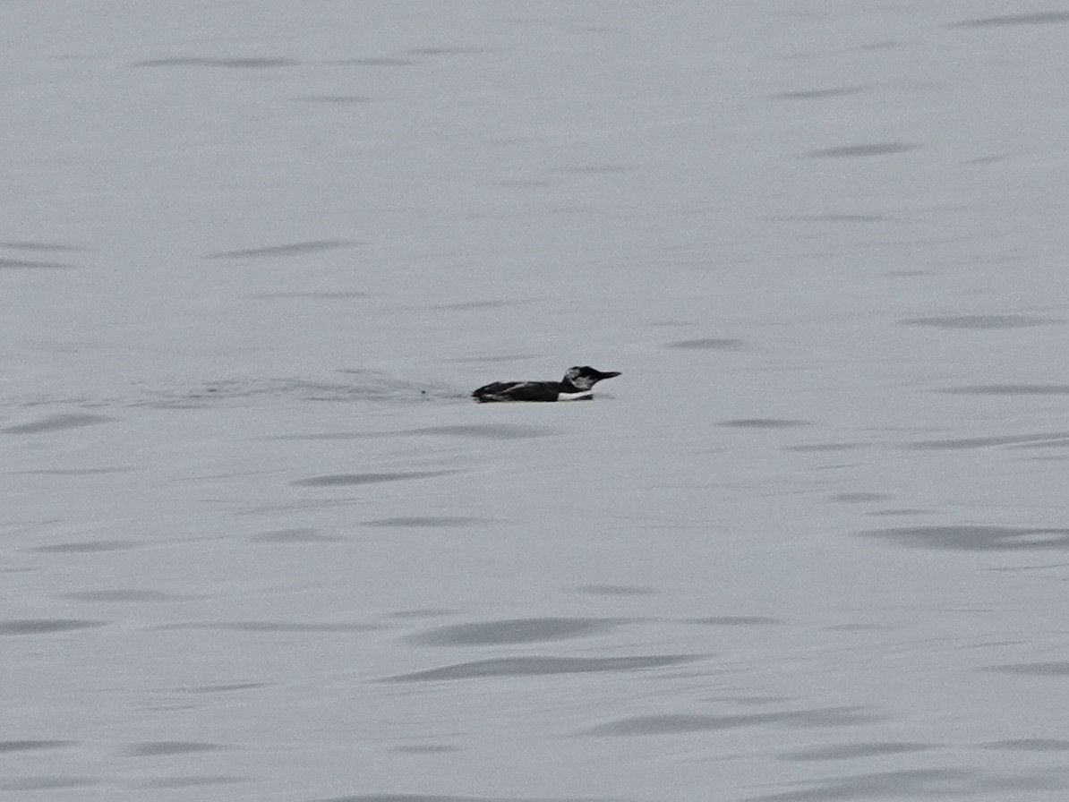 Common Murre - ML642082940
