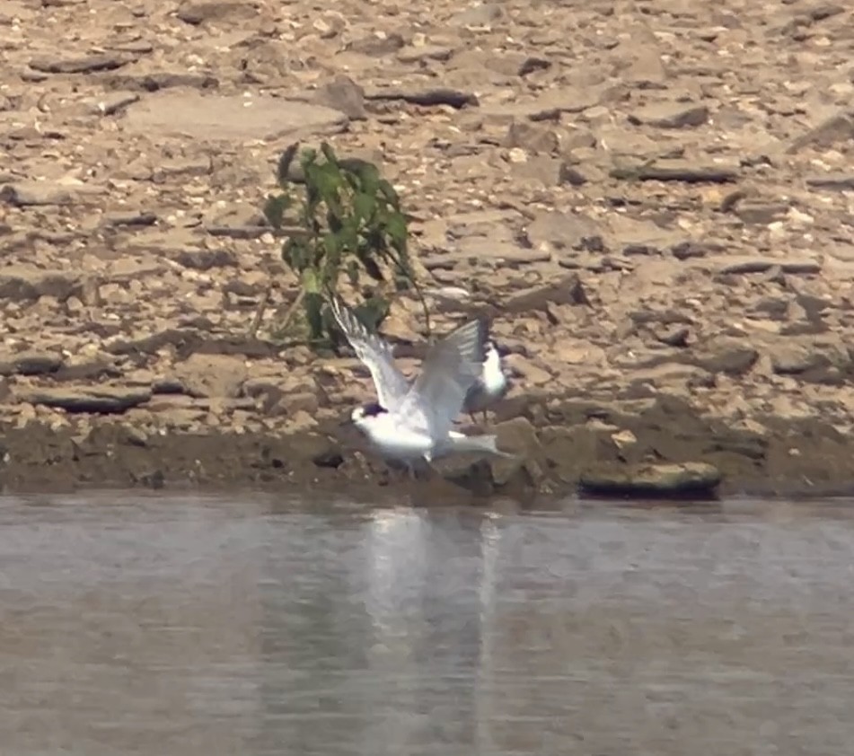 Common Tern - ML642082941