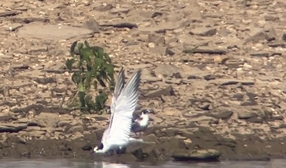 Common Tern - ML642082942