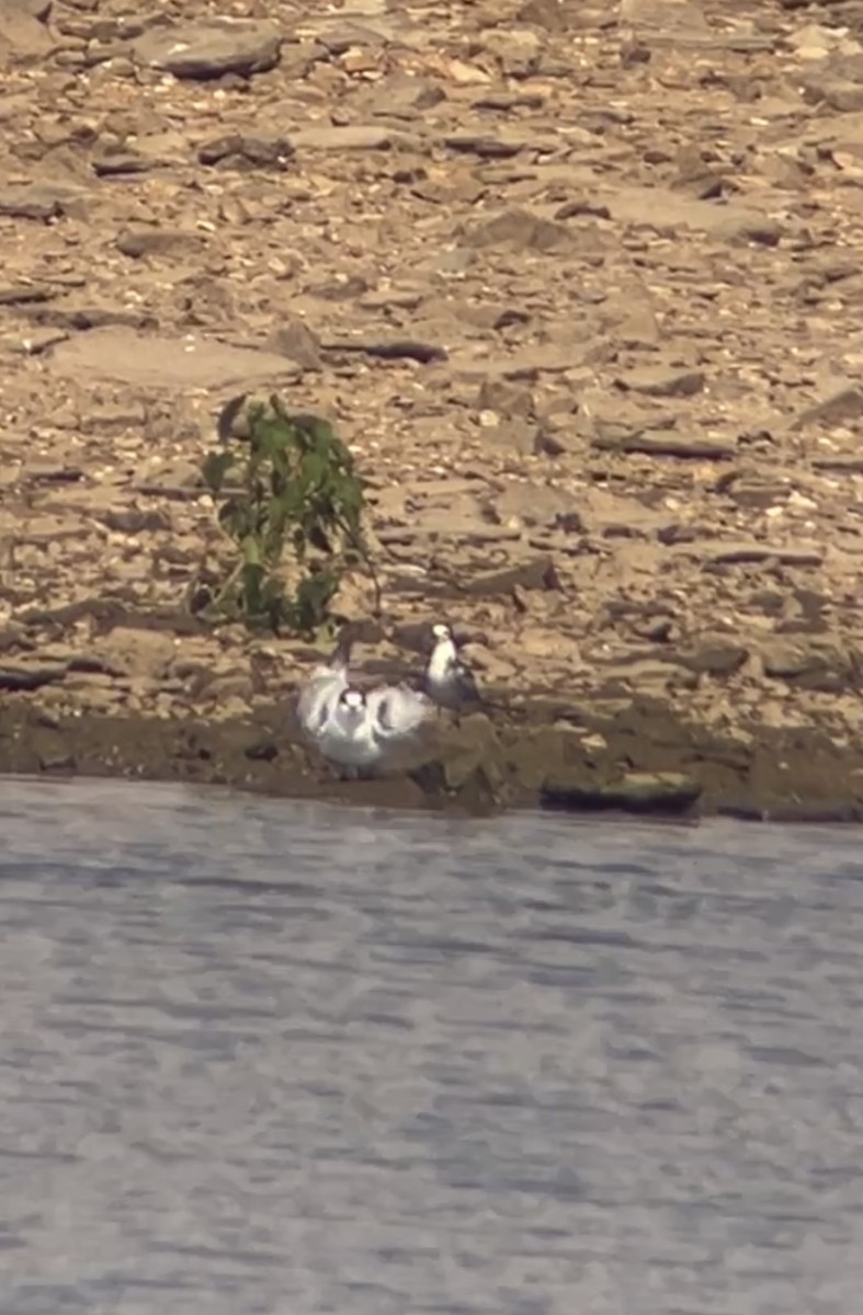 Common Tern - ML642082943