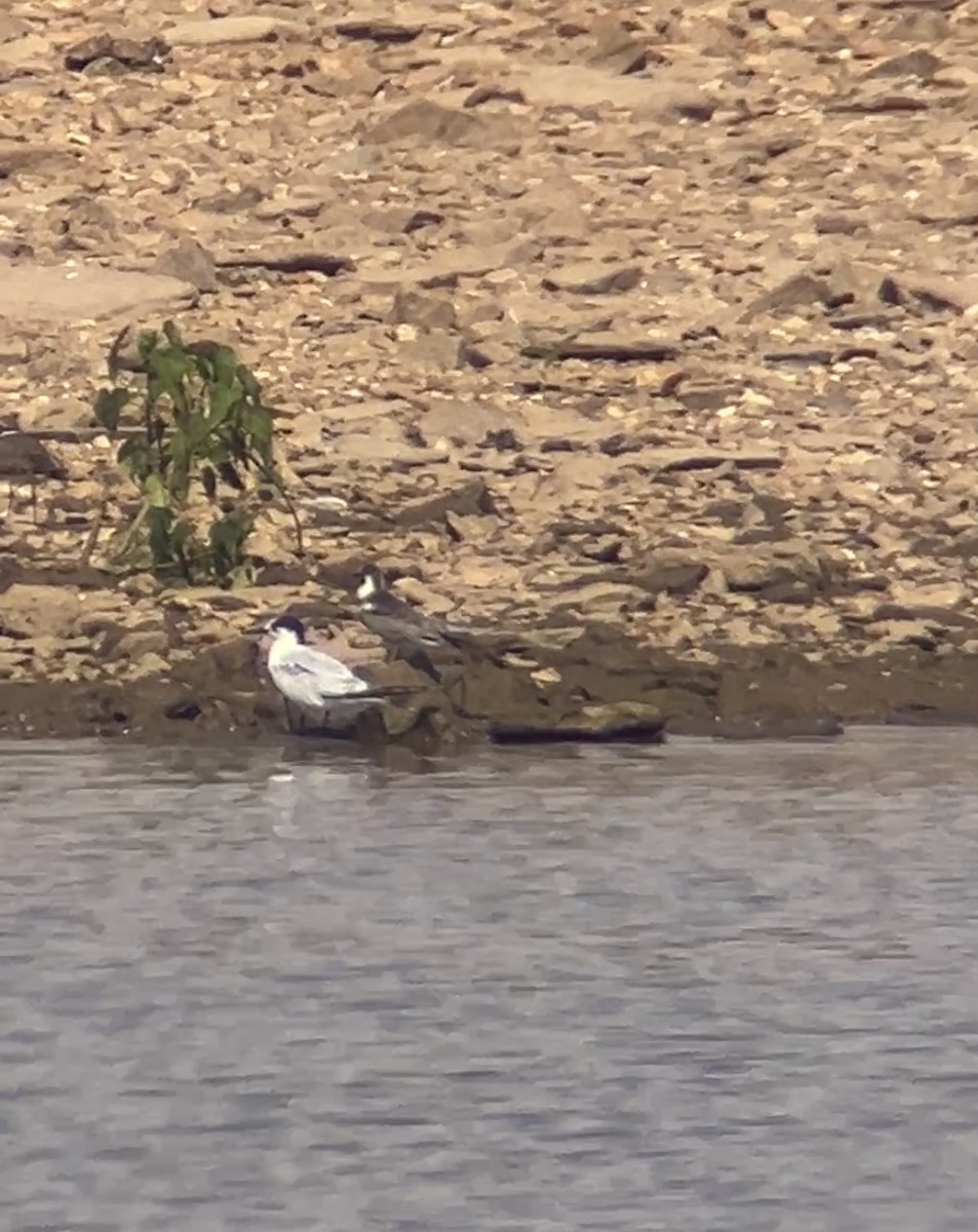 Common Tern - ML642082944