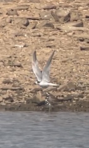 Common Tern - ML642082945