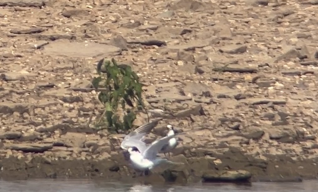 Common Tern - ML642082946