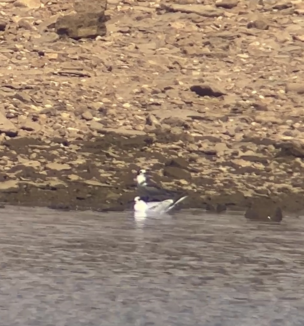 Common Tern - ML642082947