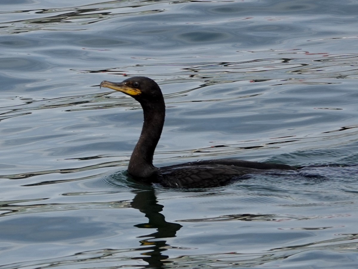 Cormorán Orejudo - ML642082966