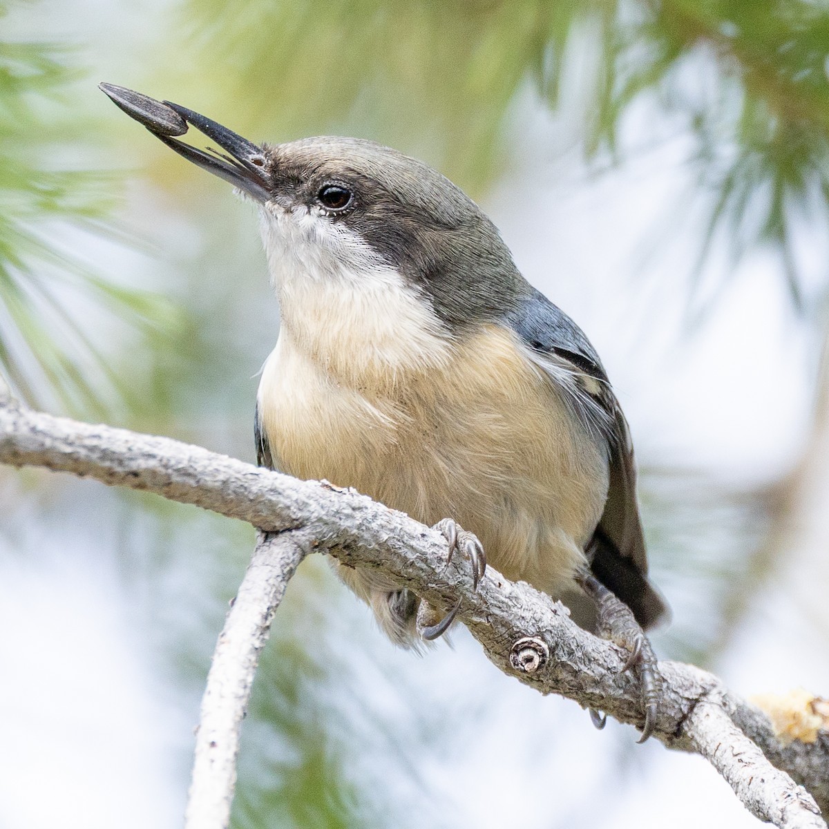 Pygmy Nuthatch - ML642082976