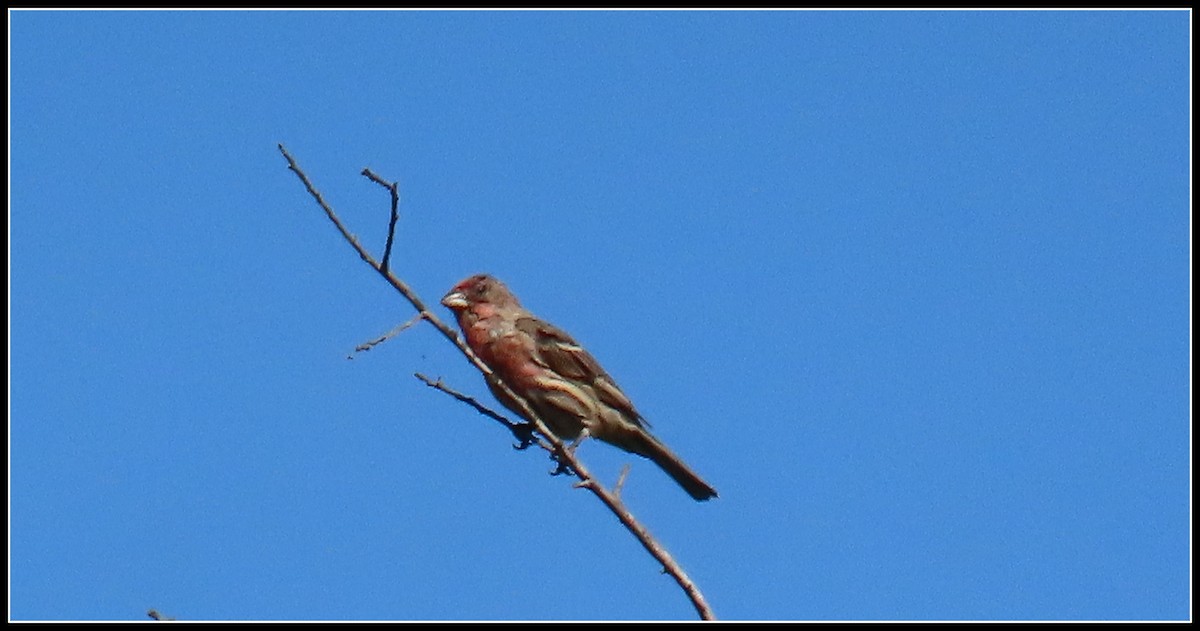 House Finch - ML642082977