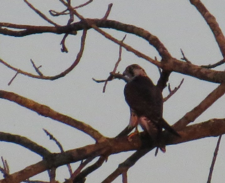 Peregrine Falcon - ML642082978