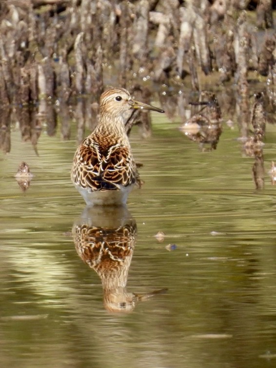 Pectoral Sandpiper - ML642082979