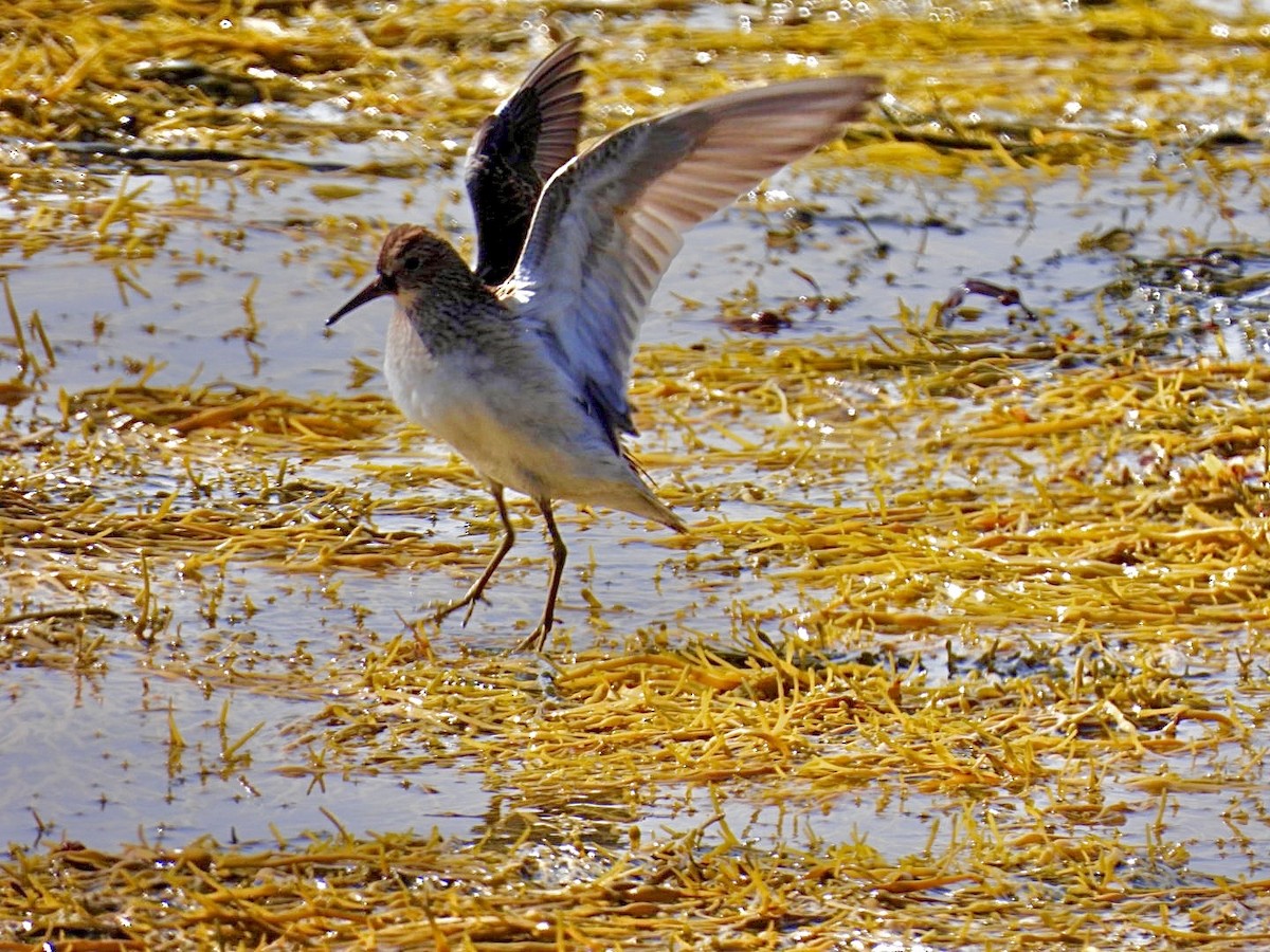 Pectoral Sandpiper - ML642082982