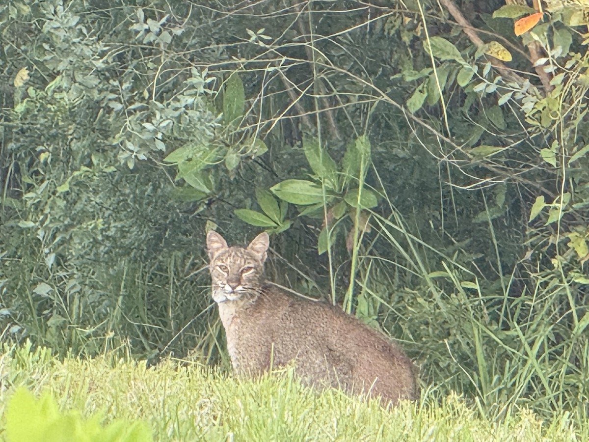 Eastern Bobcat - ML642082984