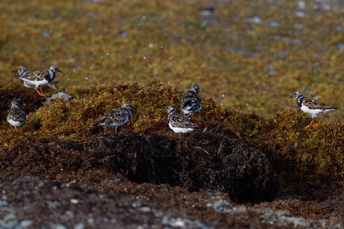 Ruddy Turnstone - ML642082985