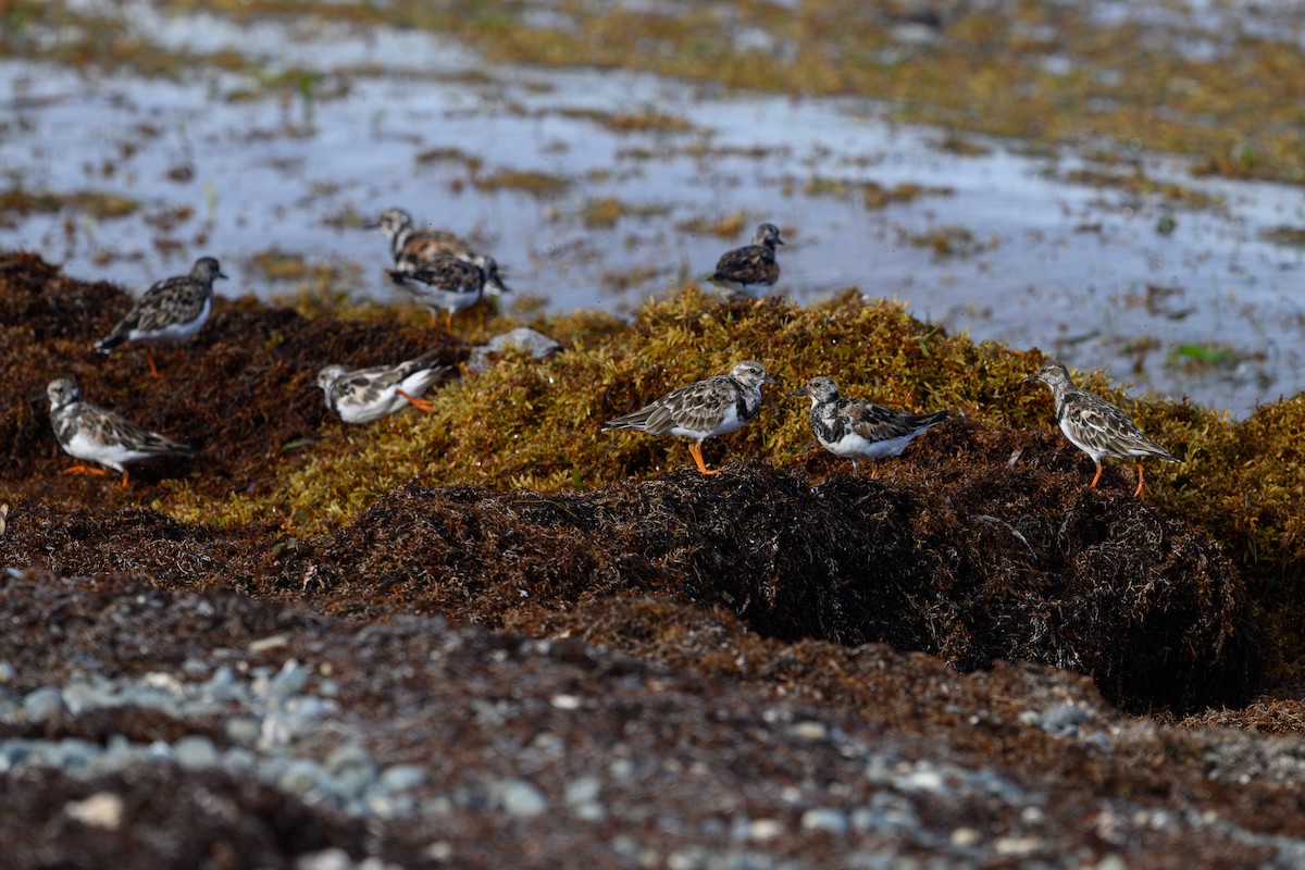 Ruddy Turnstone - ML642082986