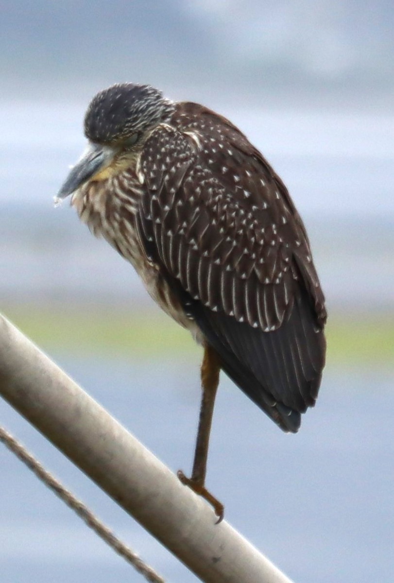 Yellow-crowned Night Heron - ML642082992