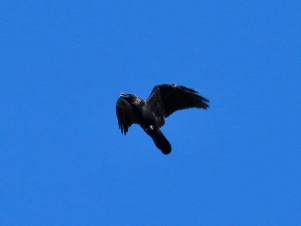Common Raven - ML642083044