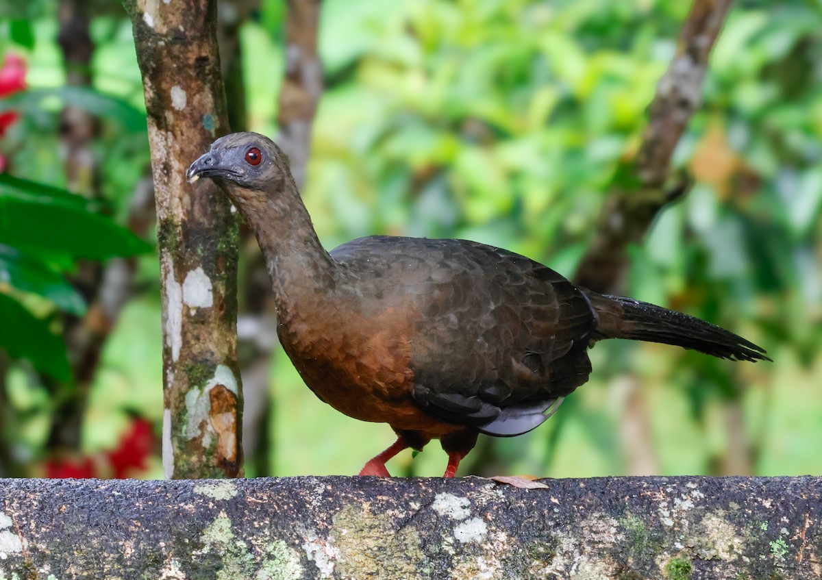 Sickle-winged Guan - ML642083046