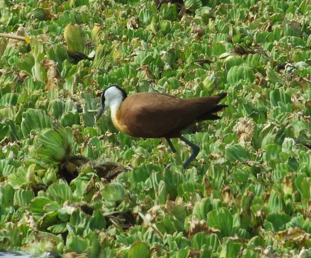 African Jacana - ML642083055
