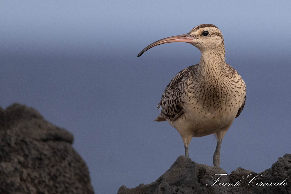 Bristle-thighed Curlew - ML642083062