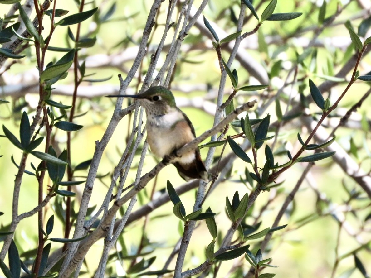Broad-tailed Hummingbird - ML642083063