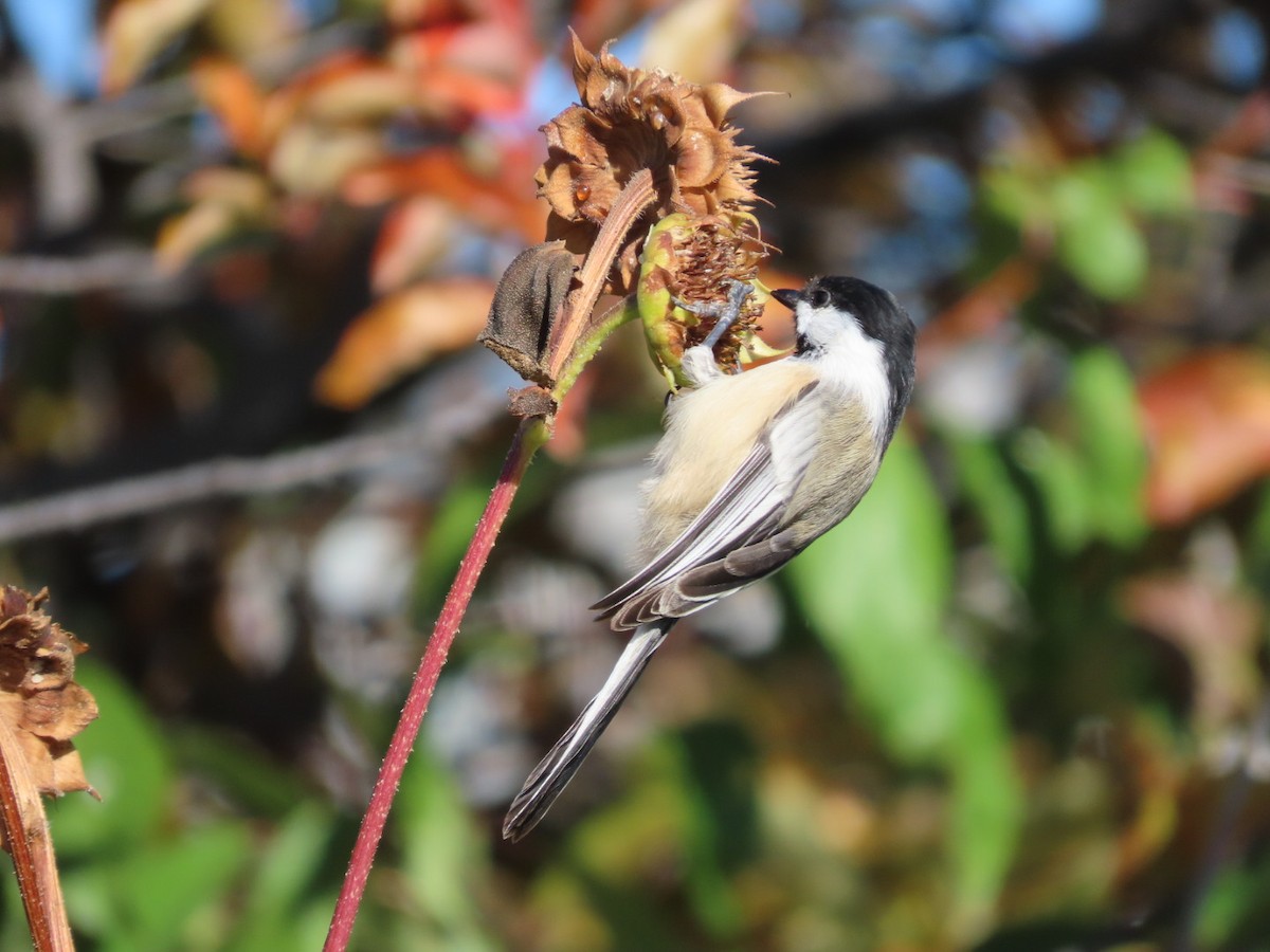Black-capped Chickadee - ML642083064