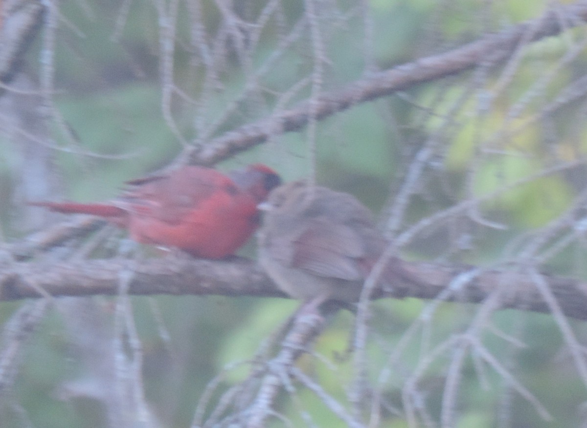 Northern Cardinal - ML642083076