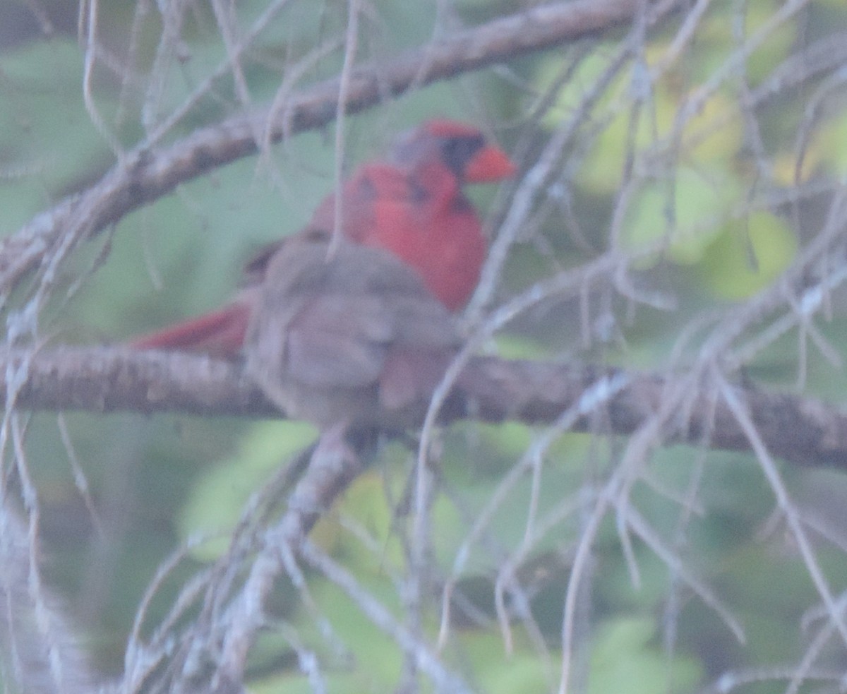 Northern Cardinal - ML642083077