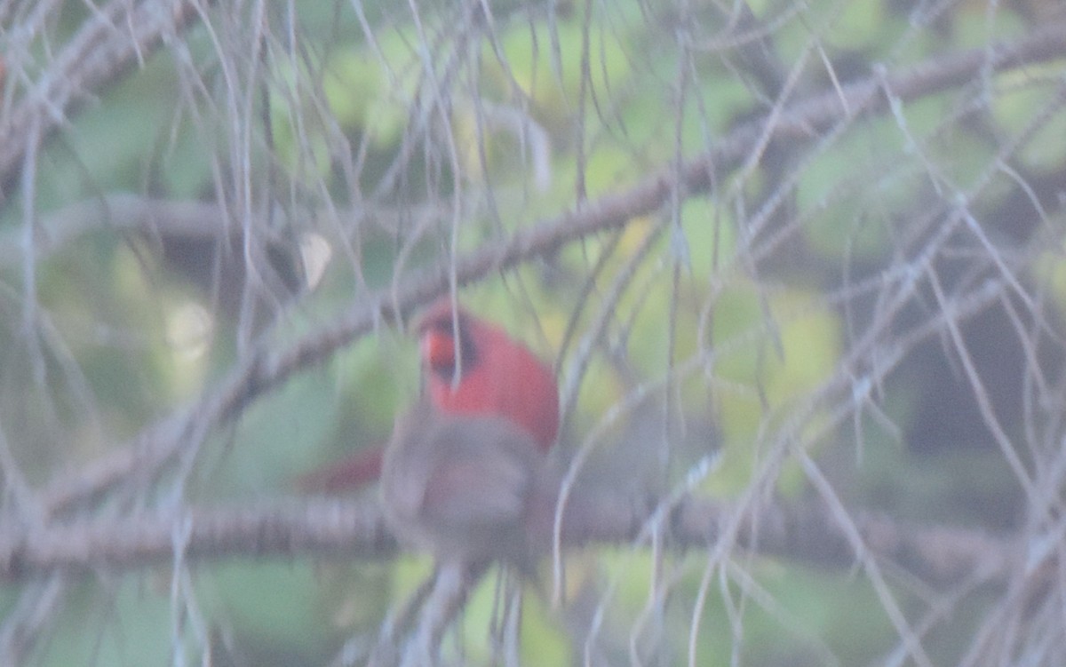 Northern Cardinal - ML642083078