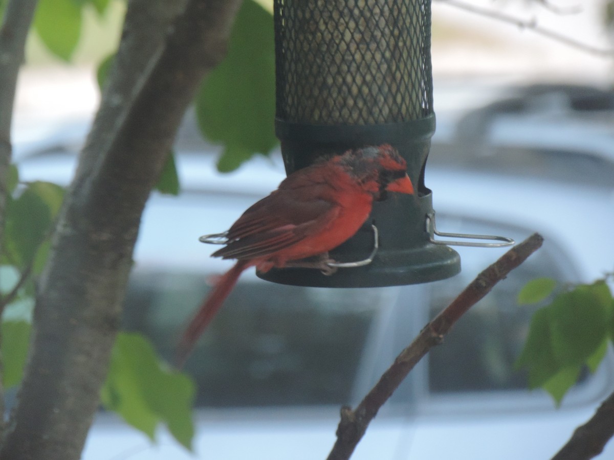 Northern Cardinal - ML642083079