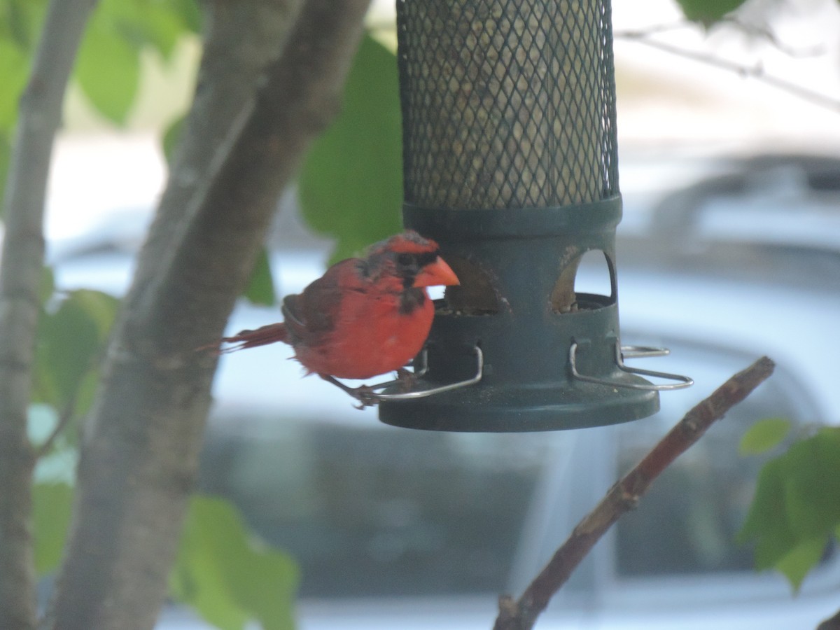 Northern Cardinal - ML642083081