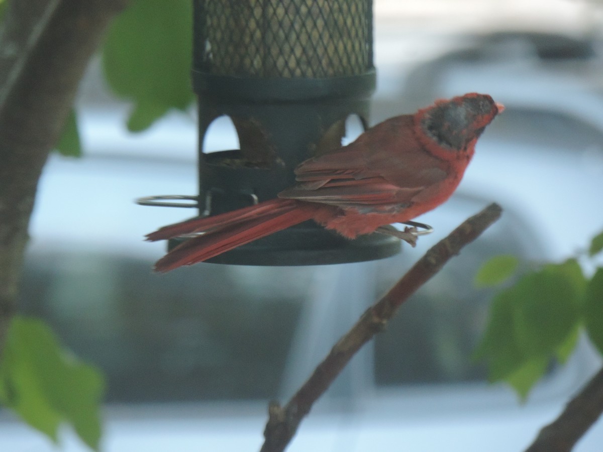 Northern Cardinal - ML642083082