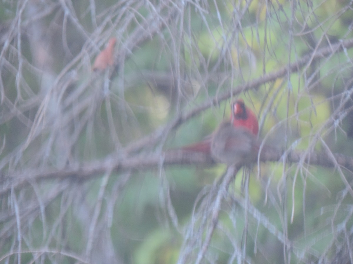 Northern Cardinal - ML642083084