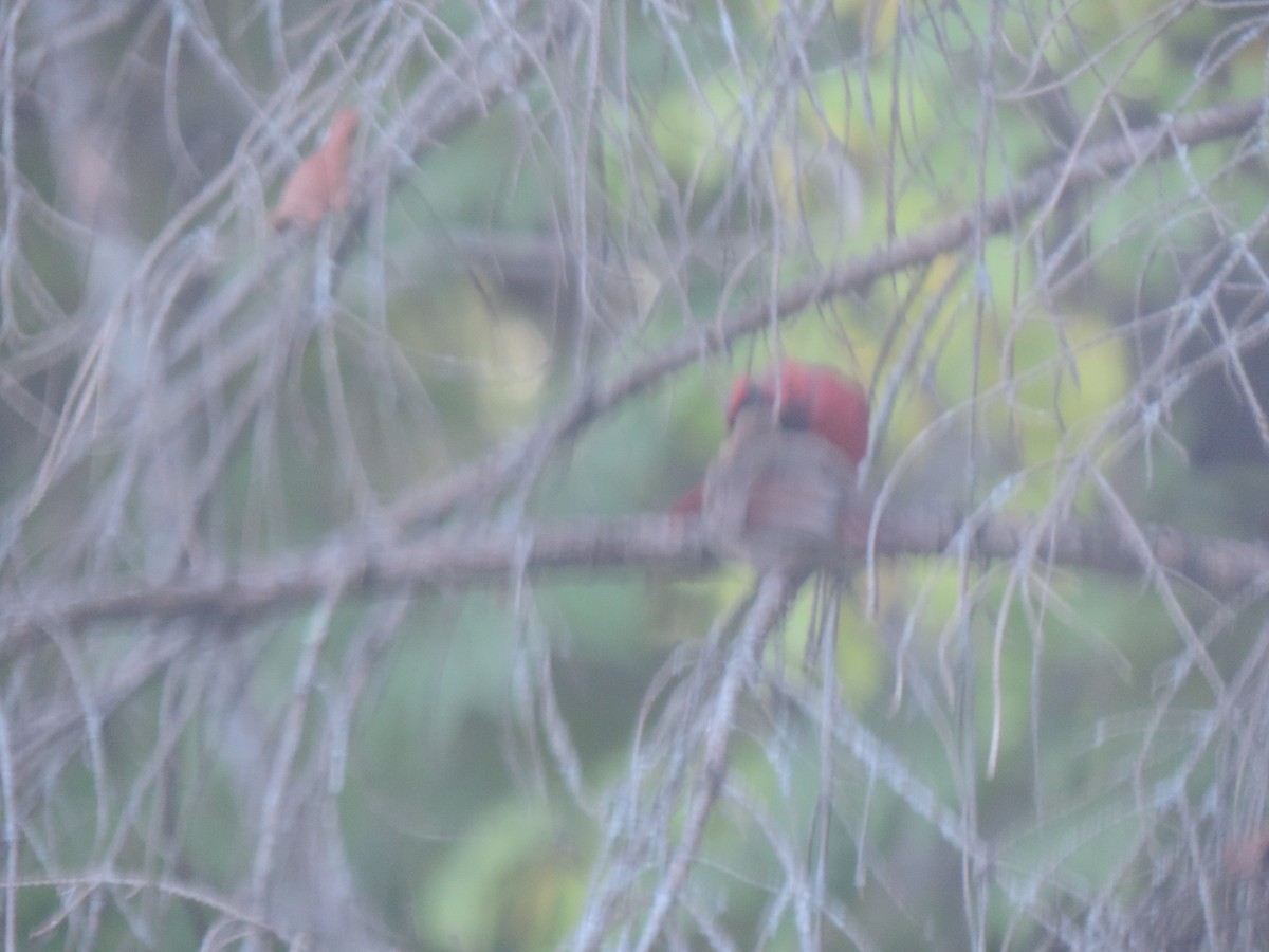 Northern Cardinal - ML642083085