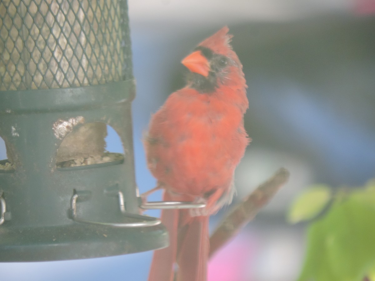Northern Cardinal - ML642083086