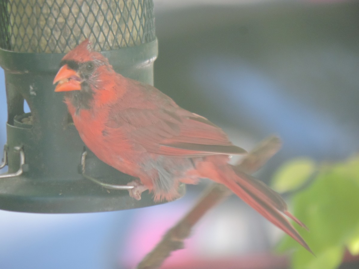 Northern Cardinal - ML642083087