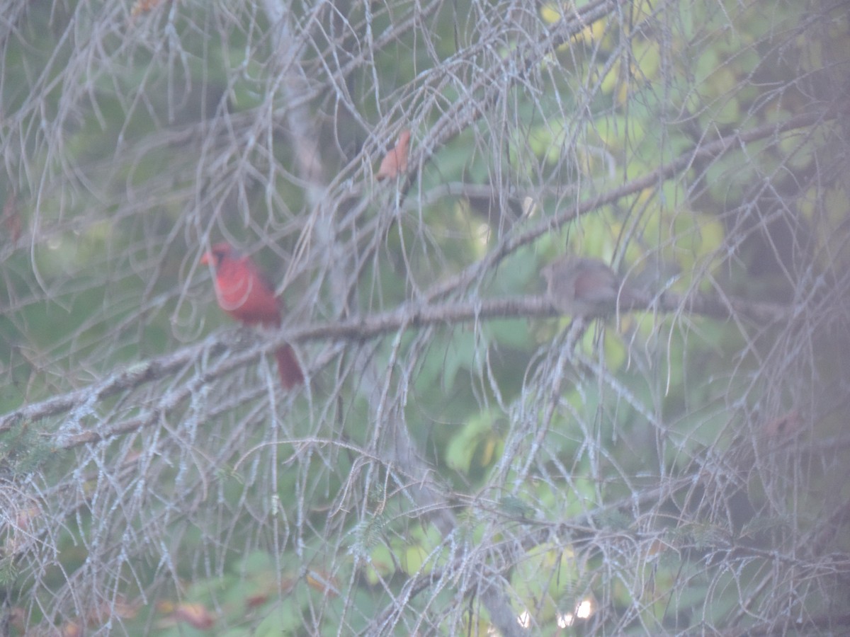 Northern Cardinal - ML642083088