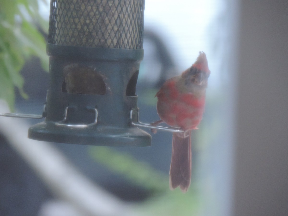 Northern Cardinal - ML642083089