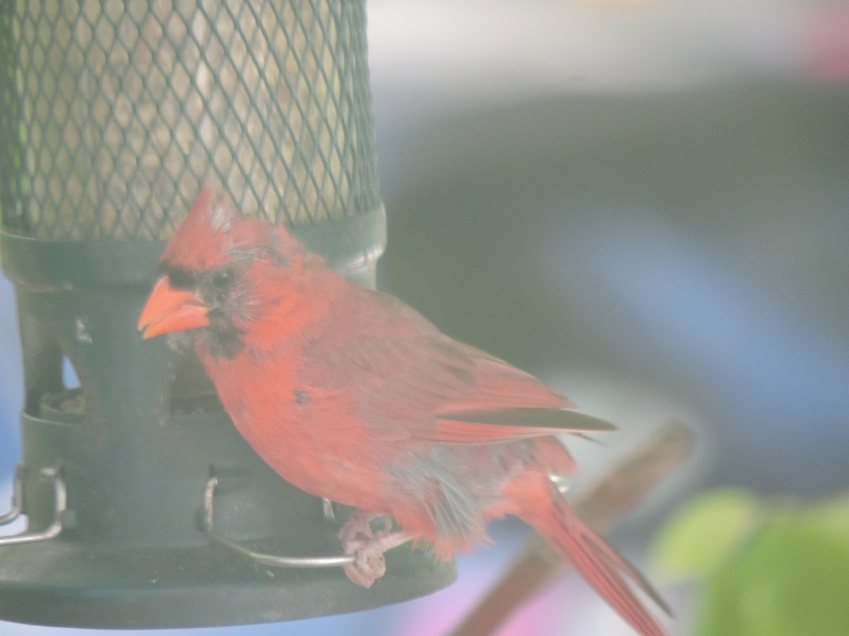 Northern Cardinal - ML642083090