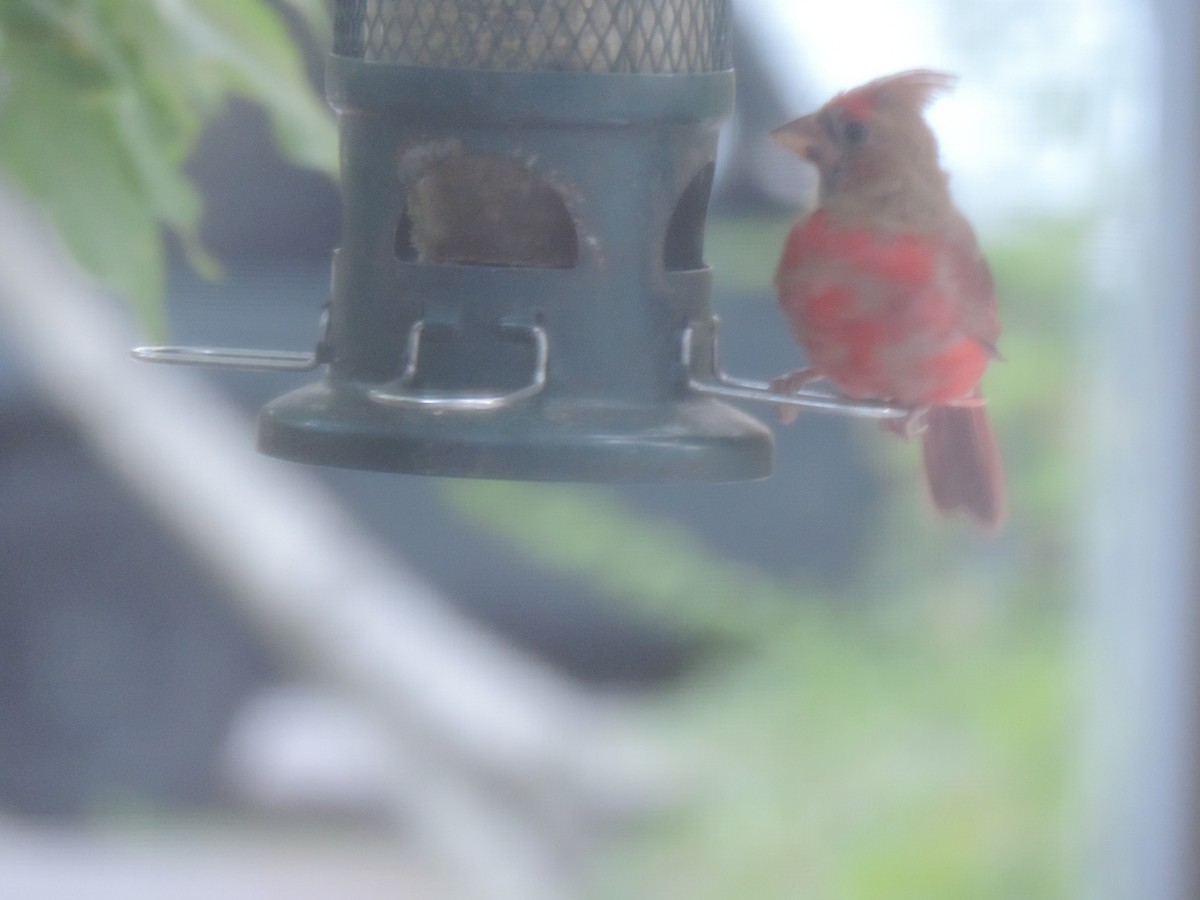 Northern Cardinal - ML642083091