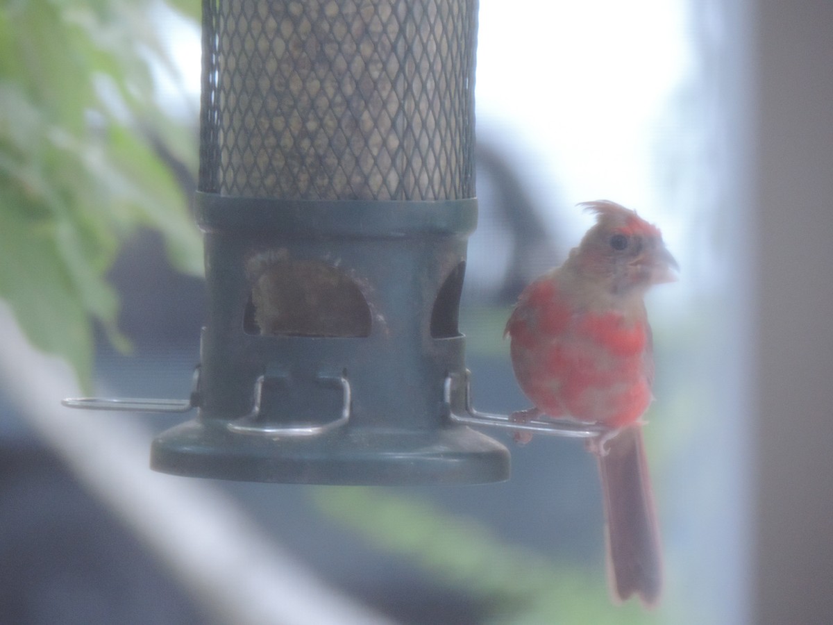 Northern Cardinal - ML642083092