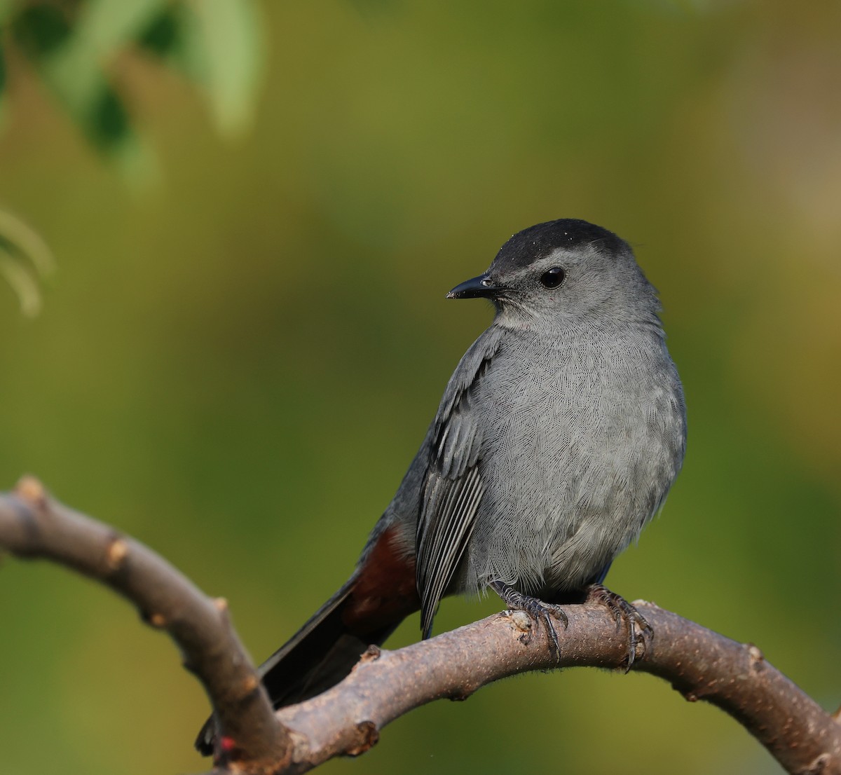 Gray Catbird - ML642083098