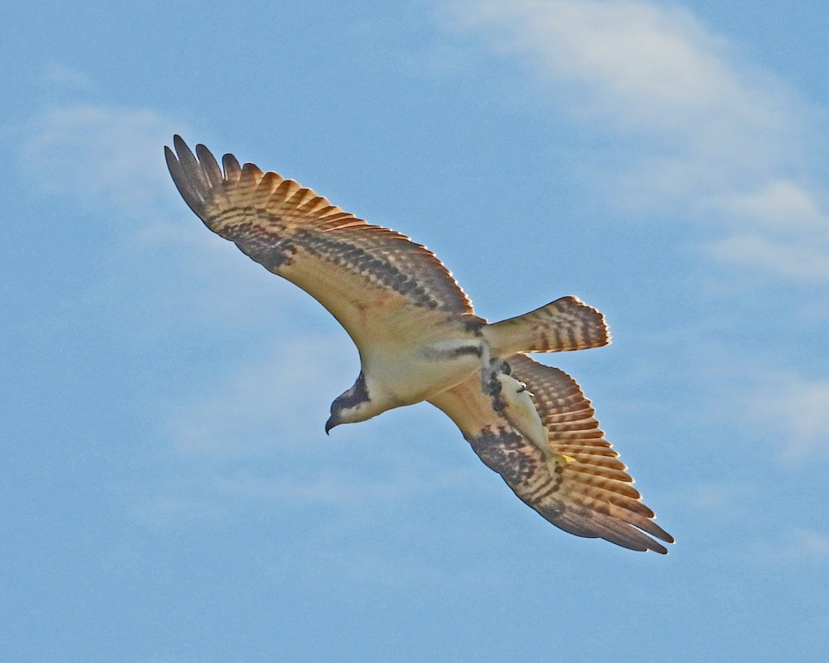 Osprey - ML642083102