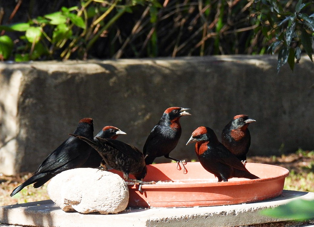 Chestnut-capped Blackbird - ML642083110