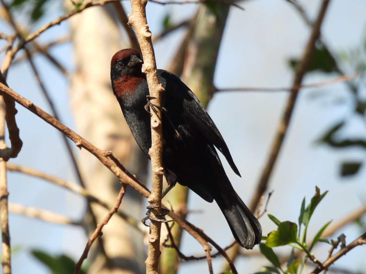 Chestnut-capped Blackbird - ML642083112