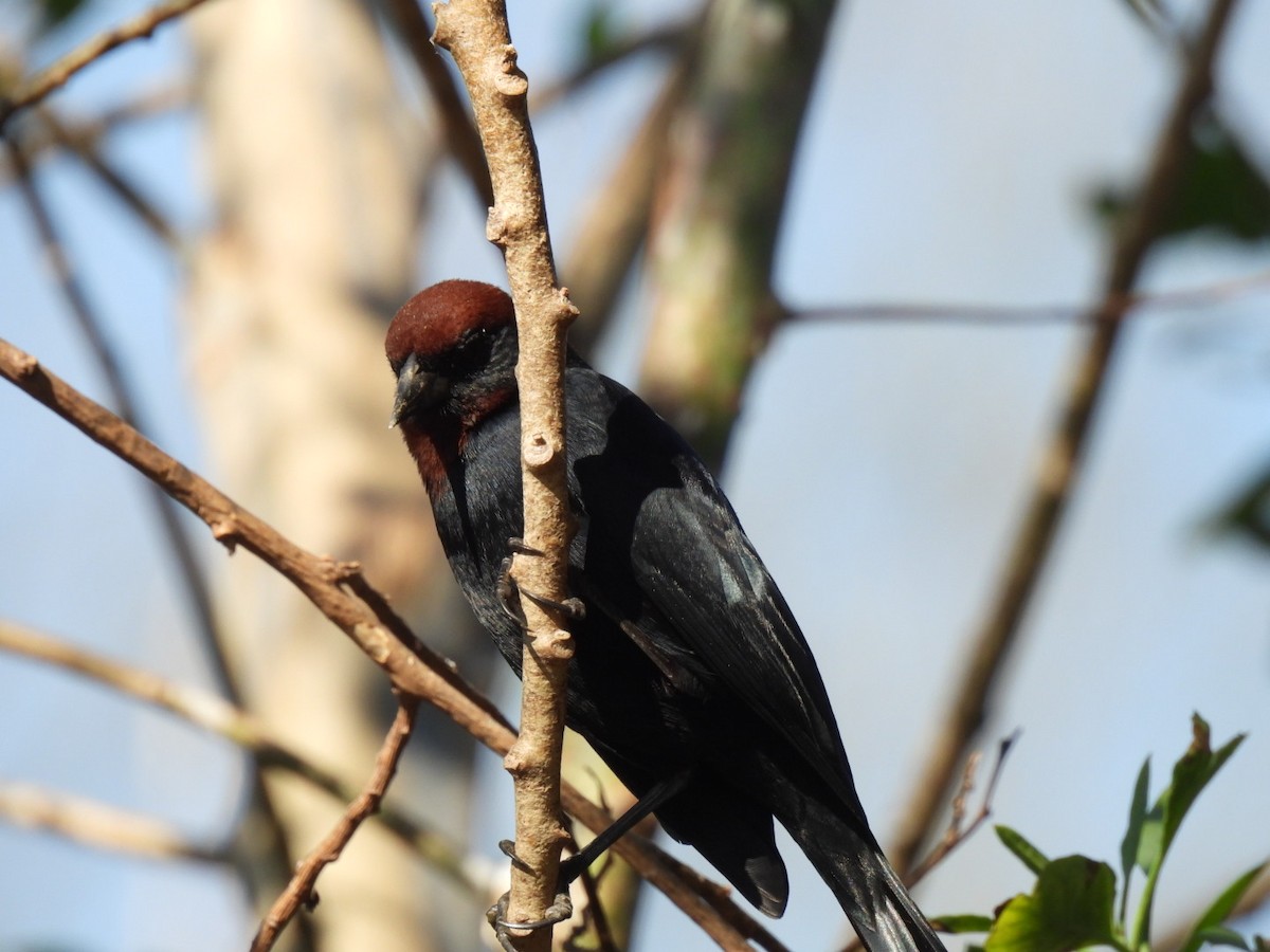 Chestnut-capped Blackbird - ML642083113
