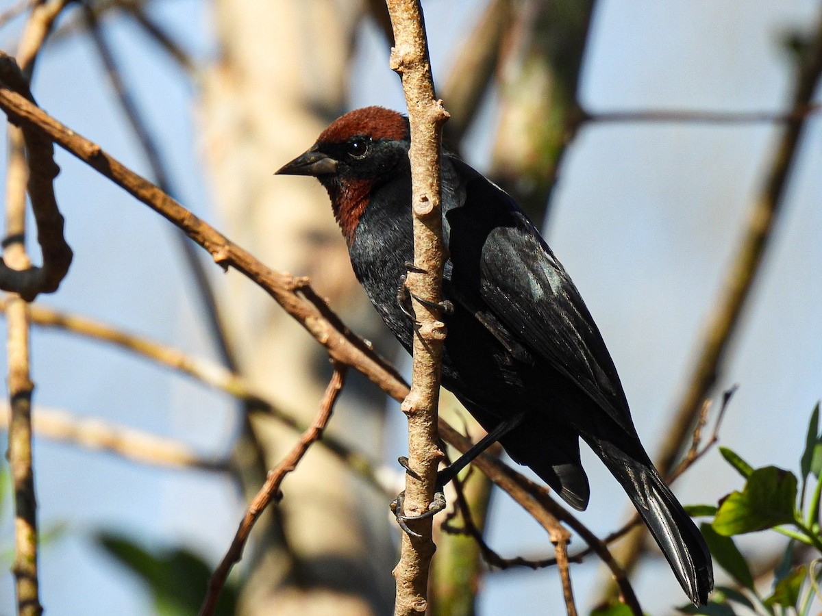 Chestnut-capped Blackbird - ML642083114