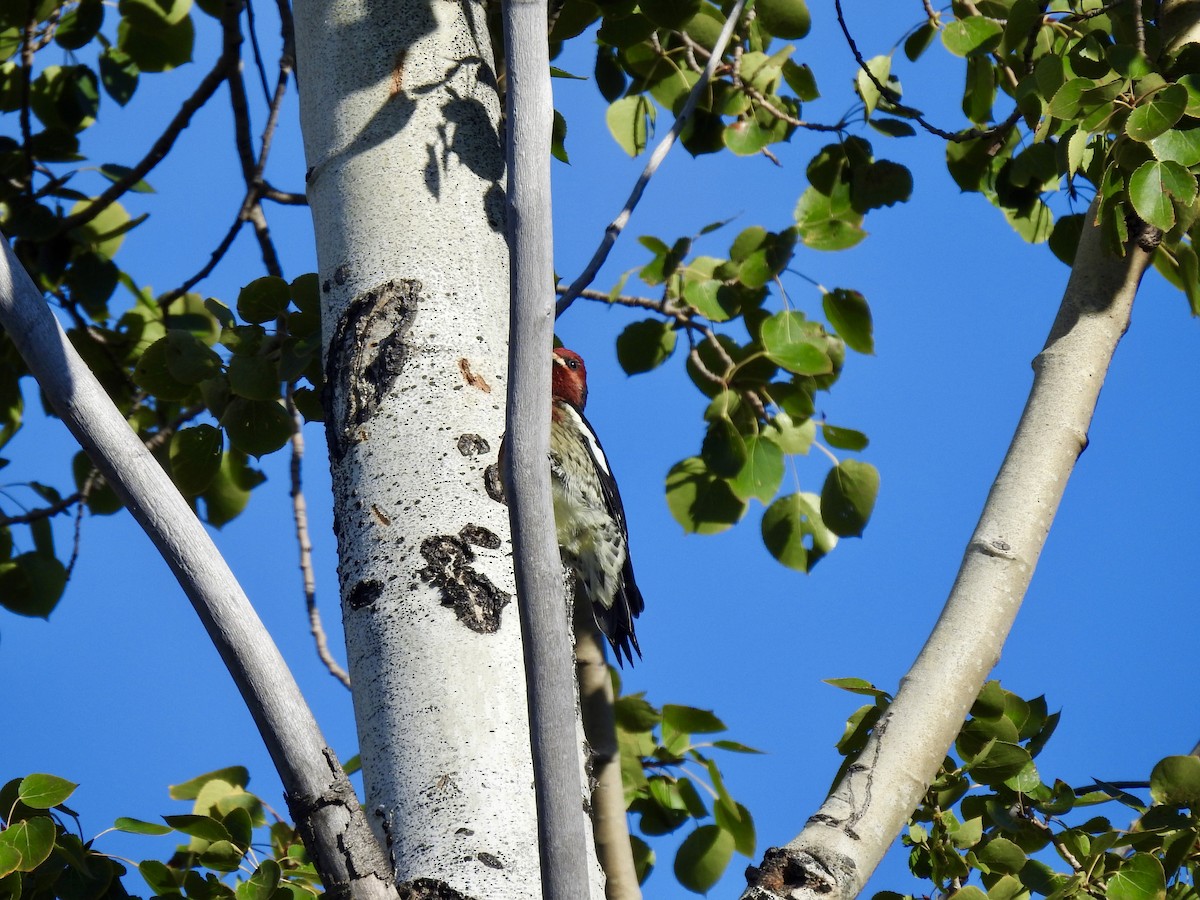 Red-breasted Sapsucker - ML642083125