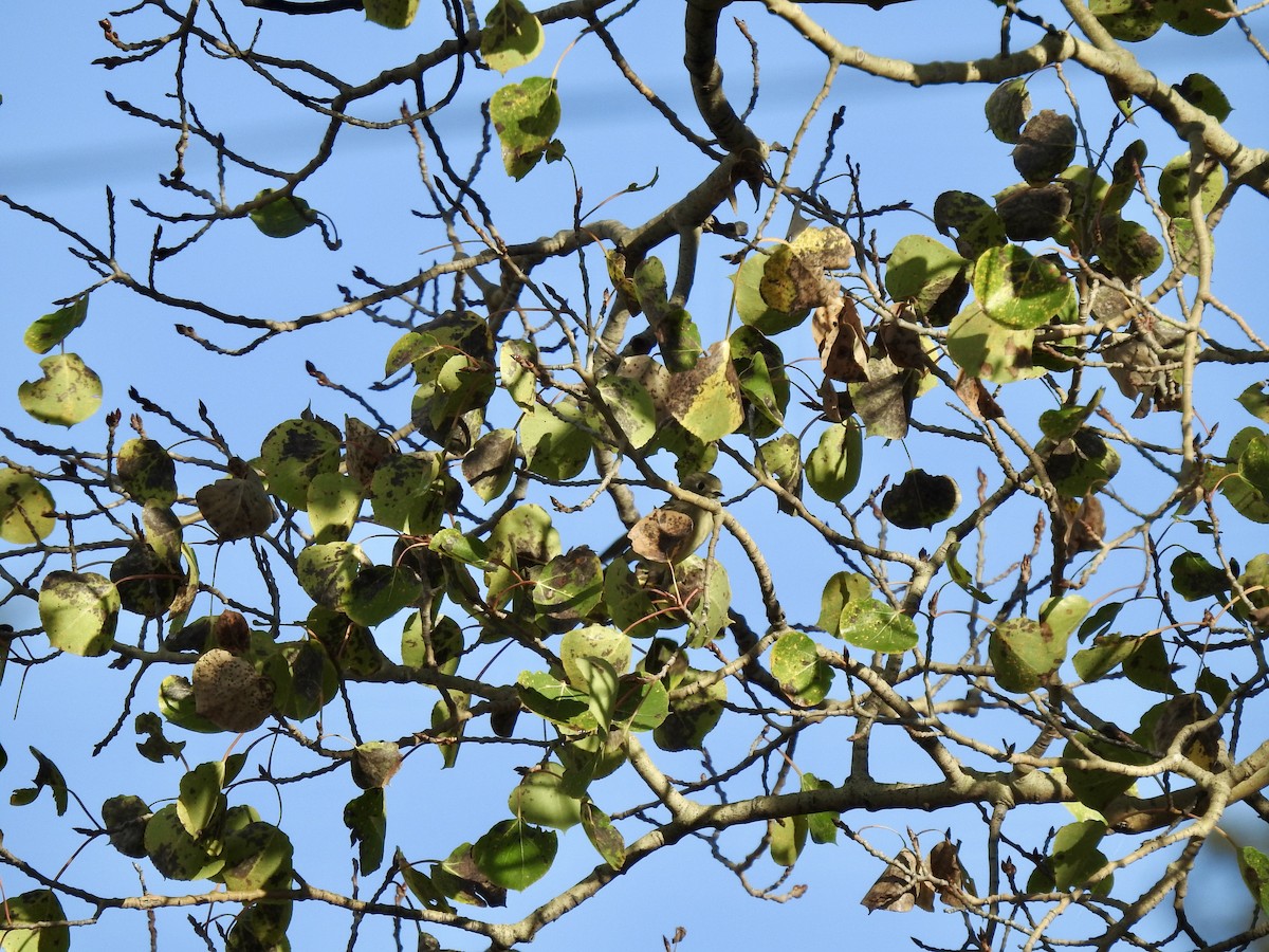 Ruby-crowned Kinglet - ML642083129
