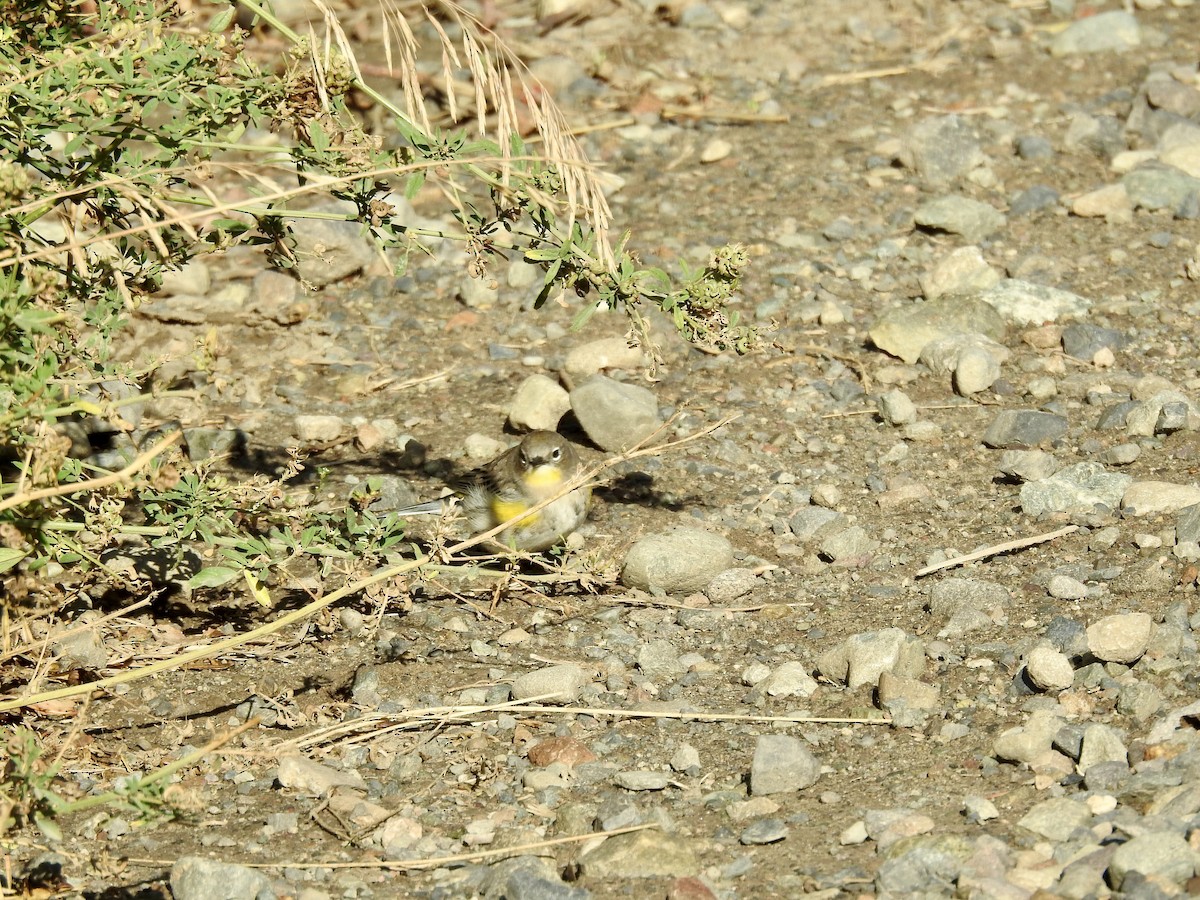 Yellow-rumped Warbler (Audubon's) - ML642083131