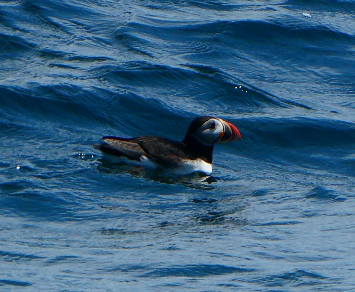 Atlantic Puffin - ML642083132