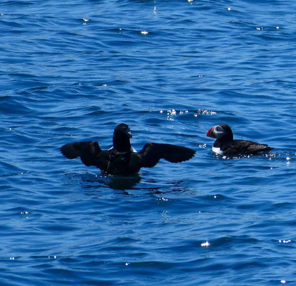 Atlantic Puffin - ML642083134